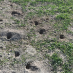 tarlafaresi-delikleri
