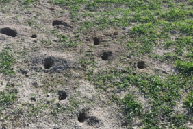 tarlafaresi-delikleri