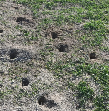 tarlafaresi-delikleri