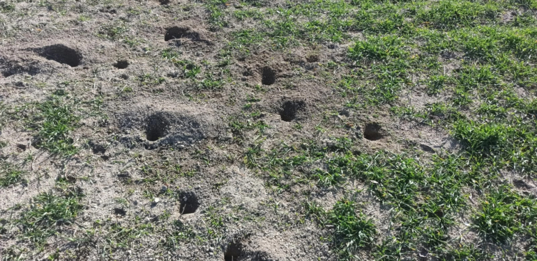 Popülasyonu giderek artıyor!