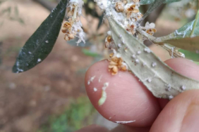 aydintarim-zeytin-606