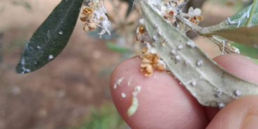 aydintarim-zeytin-606