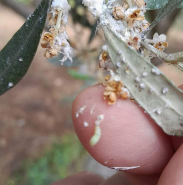 aydintarim-zeytin-606