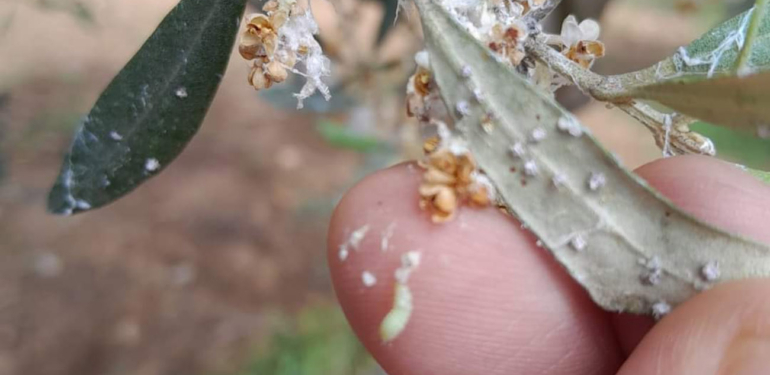 Tarım Orman İl Müdürlüğü uyardı: İlaçlamaya başlanmalı!