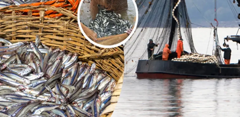 2023-2024 balıkçılık av sezonu sona erdi!