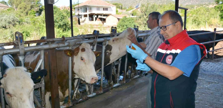 ‘2024 Yılı İlkbahar Dönemi Şap Aşılama Programı’ başladı!