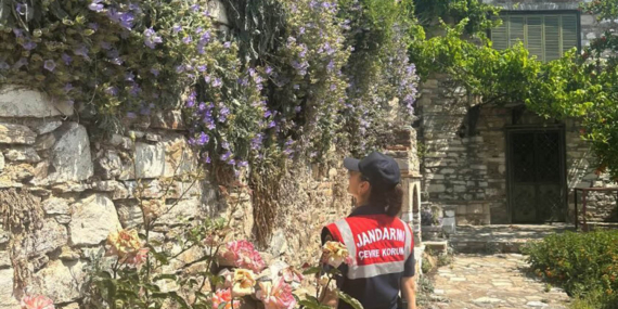 Tüylü Çan Çiçeği ve Sabır Çiçeği, Jandarma koruması altında!