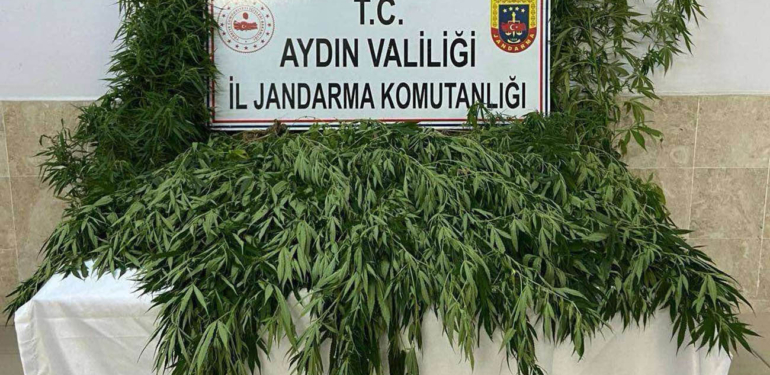 Nazilli Işıklar’da operasyon: 100 kök kenevir ele geçirildi!