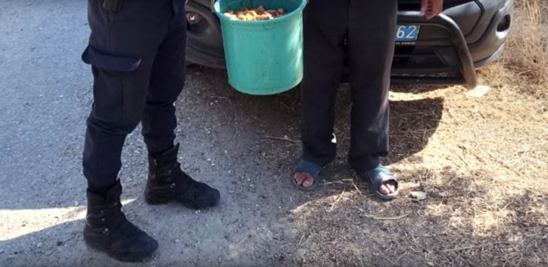 Nazilli, Germencik, Efeler… 80 kg incir çaldılar!