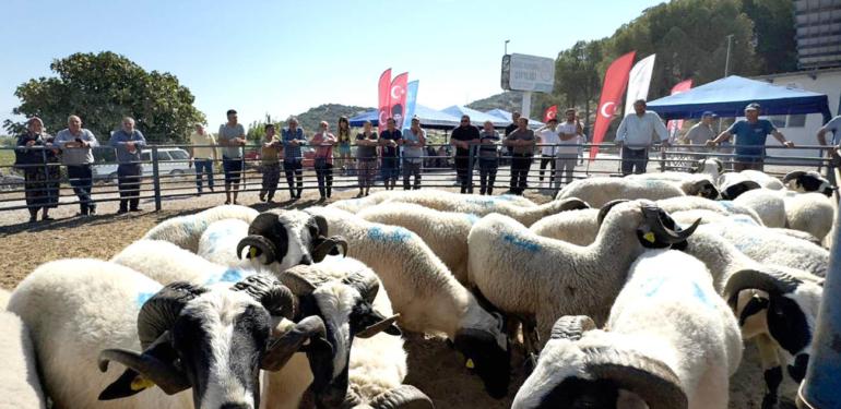 Başkan Çerçioğlu’ndan üreticilere küçükbaş hayvan desteği!