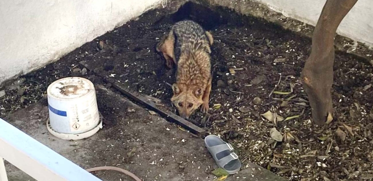 Atça’da ‘çakal’ paniği!