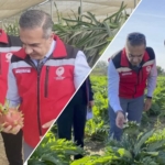 aydintarim-pitaya-enginar