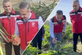 aydintarim-pitaya-enginar