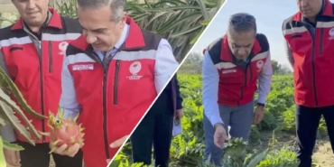 aydintarim-pitaya-enginar