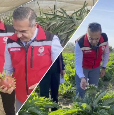 aydintarim-pitaya-enginar