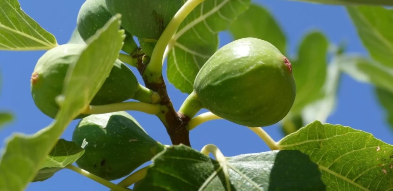 Nazilli İlçe Tarım’dan incir üreticilerine kapsamlı eğitim