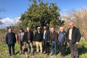 erhanalgan-portakal04