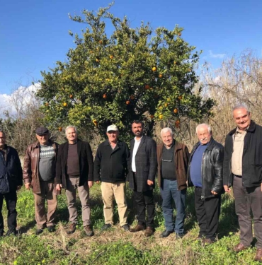 erhanalgan-portakal04