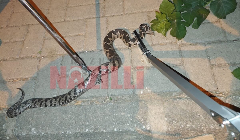 Yıldıztepe’de korku dolu anlar: Zehirli ‘Engerek Yılanı’ alarmı!