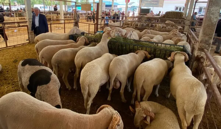 Hayvancılığa çifte müjde: Nazilli ve Çine hayvan pazarları açılıyor!